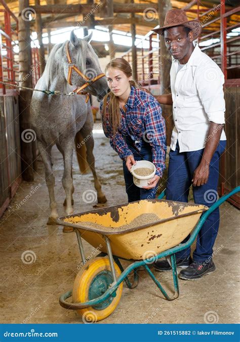 Man And Woman Feeding Horses Stock Photo Image Of Oats Inside 261515882