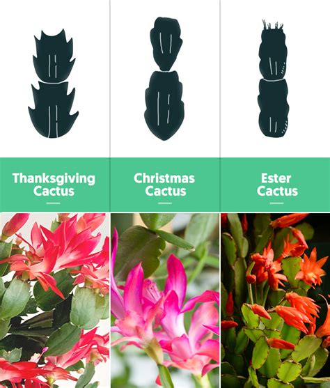 How To Care For Christmas Cactus Thenextgardener