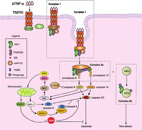 Tnf Alpha Signaling Pathway