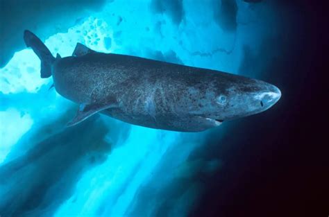 Greenland Shark Our Planet