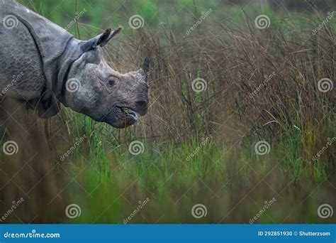 Rhino Grazing In The Grasslands Of Assam In North East India Stock