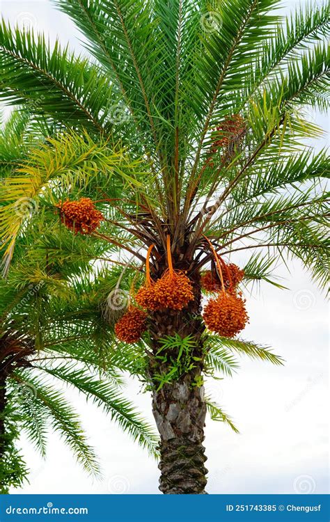 Hanging Orange Palm Tree Fruit Stock Image Image Of Heart Dart 251743385