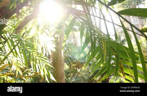 Tropical Sunny Jungle Forest Exotic Amazon Rainforest Frond Leaves Of