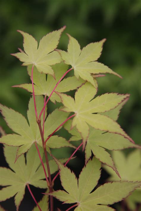 Buy Acer Palmatum Summer Gold Japanese Maple — Mr Maple │ Buy Japanese Maple Trees