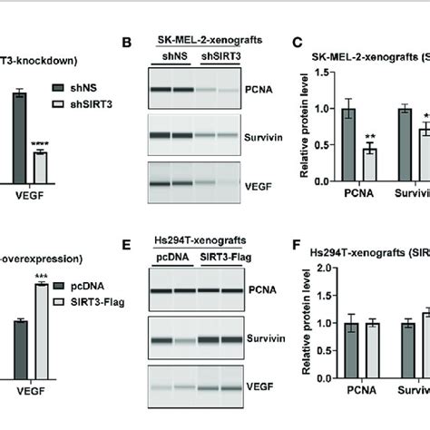 Effect Of Sirt3 Knockdown And Overexpression On The Key Tumor Markers