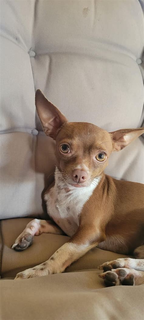 Mr Hashbrown Aka Tater Tot Rchihuahua