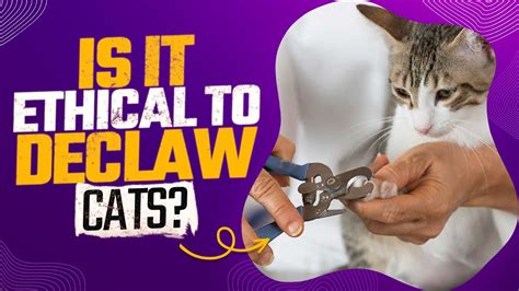 Cat Advice On Is It Ethical To Declaw Cats YouTube