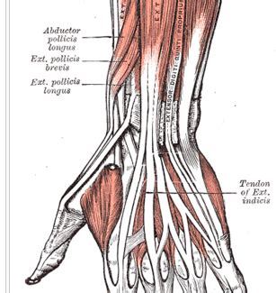 Acupuncture Points Anatomy And Locations Flashcards Quizlet