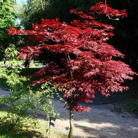 Acer Palmatum Atropurpureum Purple Japanese Maple Ubicaciondepersonas