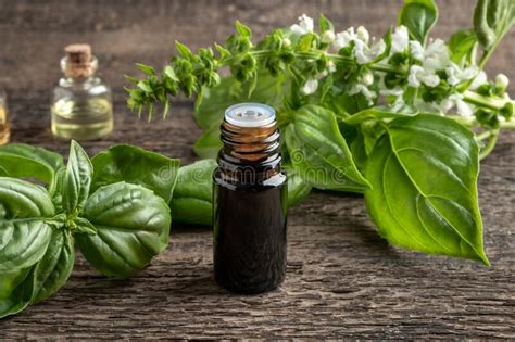 A Bottle Of Basil Essential Oil With Blooming Basil Plant Stock Image