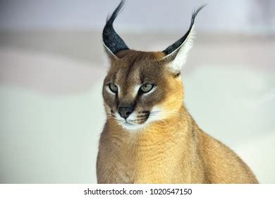 Caracal Predatory Cat Ears Tassels Grace Stock Photo 1020547150 | Shutterstock