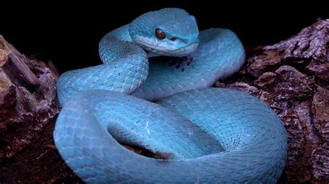 The Blue Viper Lesser Sunda Islands Pit Viper Indonesia Komodo