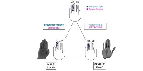 What Does The 2d4d Digit Ratio Relationship Tell Us【hsn Blog】