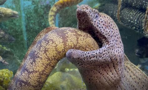 Moray Eel Found Inside Another Morays Mouth Video Reaches Over