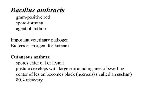 PPT Streptococci Gram Positive Cocci Chains Of Spherical Cells