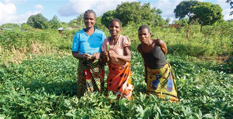 Root And Tuber Crops For Agricultural Transformation In Malawi