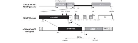 Schematic Representation Of The Zebrafish Hcmv Ieegfp Transgene The