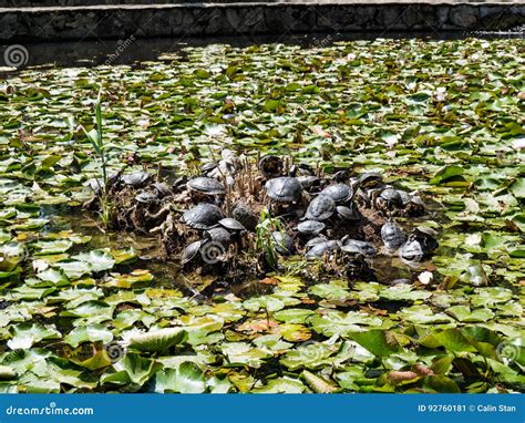 Lacul Cu Nuferi Waterlilies Lake Felix Baths Baile Felix B Stock