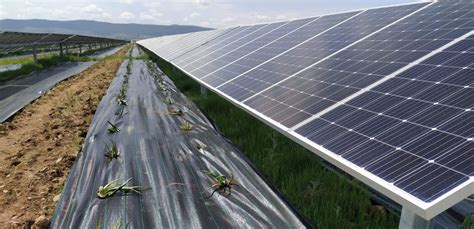 Placas Solares Una Oportunidad De Futuro Para El Campo Andaluz