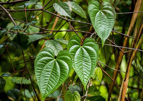 Invasive Plants Displace Natives Threaten Biodiversity Your Observer