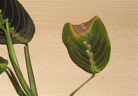 Pourquoi Les Feuilles De Ma Plante Ont Les Pointes Brunes