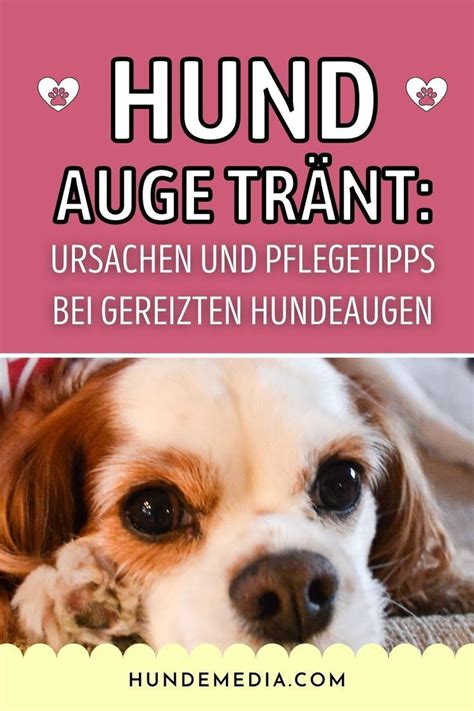 Tränende Augen bei deinem Hund Augen deines Vierbeiners sind