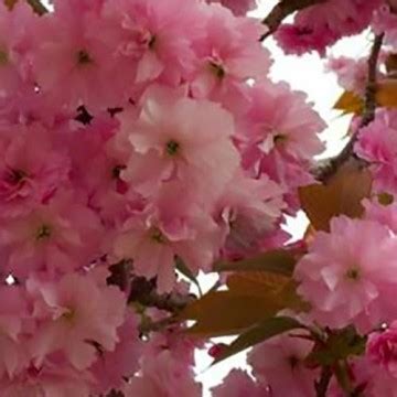 Meli Da Fiore Vendita Ciliegio Giapponese Pendulo A Cespuglio Prunus