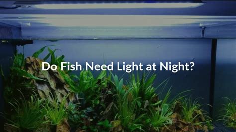 Do Fish Need Light At Night