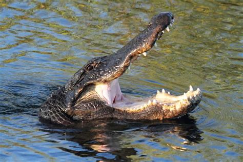 Un homme de Floride attaqué par un alligator alors qu il urinait dehors