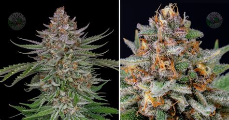 When is the Best Time to Harvest Autoflowering Cannabis? | Fast Buds