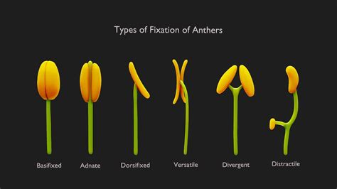 Anther