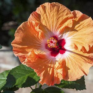 Hibiscus Collage Photograph By Sally Weigand Pixels