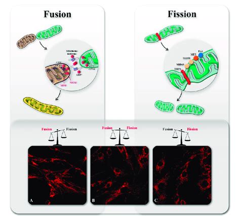 Mechanism and regulation of mitochondrial dynamics. Mitochondrial ... 