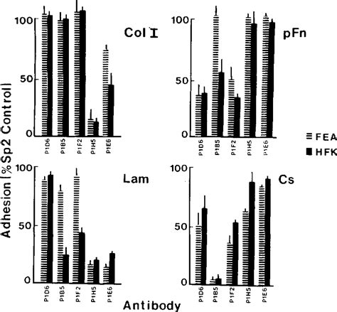 Figure 4 From THE ROLE OF INTEGRINS ALPHA 2 BETA 1 AND ALPHA 3 BETA 1