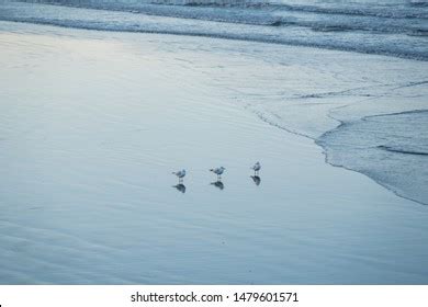 67 Segal bird Images, Stock Photos & Vectors | Shutterstock