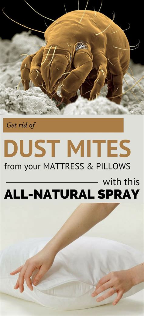 Get Rid of Dust Mites From Your Mattress and Pillows With This All-Natural Spray ...