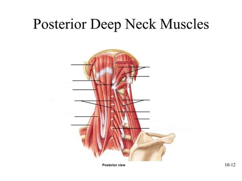 Posterior Deep Neck Muscles Diagram | Quizlet