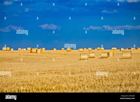 Large Round Cylindrical Straw Or Hay Bales In Countryside On Yellow