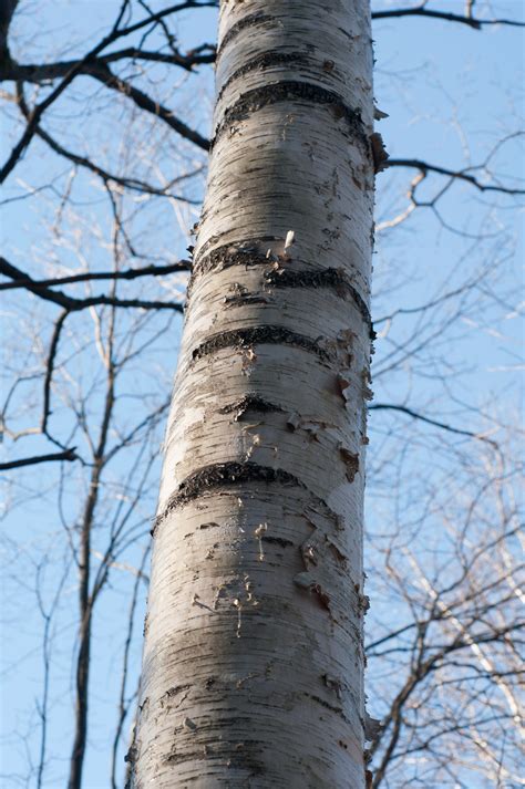 Betula Papyrifera American White Birch