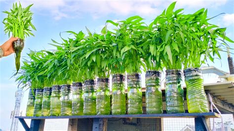 Cara Menanam Kangkung Dalam Botol Dari Biji Sampai Panen Hidroponik