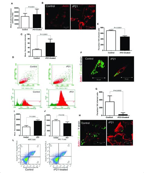 Rp21 Enhances Actin Polymerization Of C2c12 Myoblasts And Impairs T