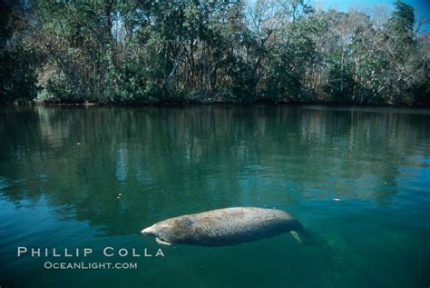 West Indian Manatee Homosassa State Park Trichechus Manatus Homosassa River Florida