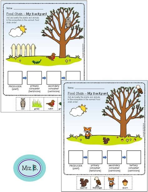 Food Chain Worksheet - In my Backyard | Plants unit, Food chain worksheet, Fox squirrel