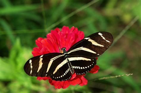 Zebra Longwing Butterfly Florida Free Photo On Pixabay Pixabay