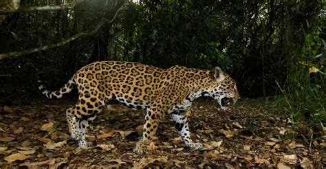 Jaguar Especie Amenazada Por La Caza Y La Mancha Urbana En La