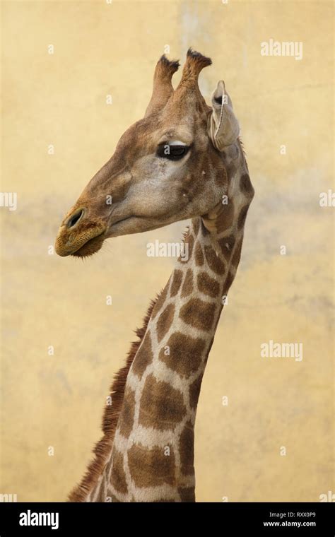 Angolan Giraffe Giraffa Camelopardalis Angolensis Also Known As