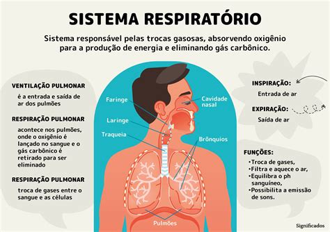 Como Funciona o Sistema Respiratório Humano Boletim Escolar