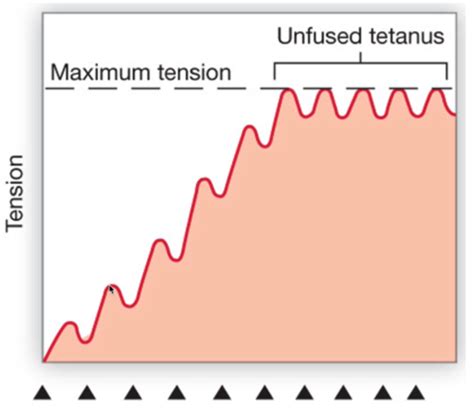 BIOL 273 UNIT 3 LECTURE 9 Flashcards Quizlet