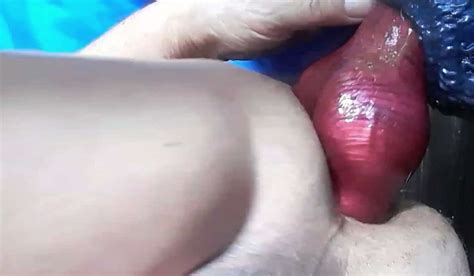 My Wolf Knot Dildo Photo 2 BoyFriendTV
