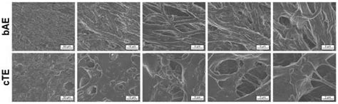 Microstructure Of Mature Elastin And Cte The Upper Panel Shows The